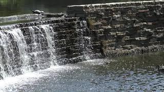 Ducklings go down little waterfall 