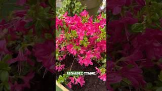 Les 3 plus belles plantes à fleurs pour le mois de mai 
