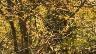 Екатерина Черняева - Природный сад