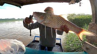 TARIKAN KERAS IKAN HAMPALA BESAR || CASTING IKAN HAMPALA