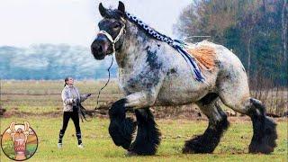 Les Chevaux Les Plus Grands du Monde