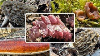 Endlich größere Verpeln, aber immer noch extrem wenig los | Pilze sammeln im März | 28.03.2025