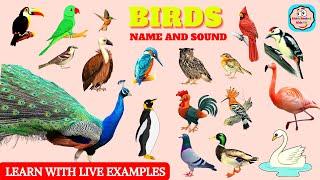 BIRDS Names and Sounds - Learn Bird Species in English With Live Examples