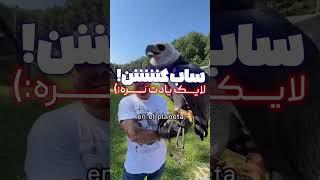 این عقاب هارپی رو ببنید که چقدر بزرگه