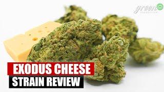 Exodus CHEESE aus der deutschen APOTHEKE | Strain Review | GreenConnection