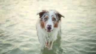 MADzone Border Collies :: Zoe, Madlene & Sorin - SUMMER!