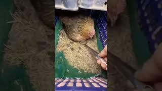 Adorable chicken! The chicken protects the egg #short #shortvideo