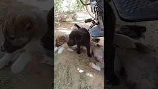 Inka Bhi Jalwa Hai Bhai #shorts#cutepuppy#viralshorts#youtube#rjvlog