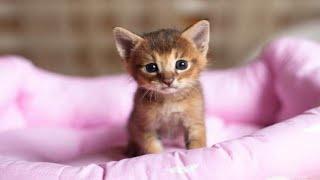 Cute Kittens Doing Funny Things - Cute And Adorable Kittens Video Compilation