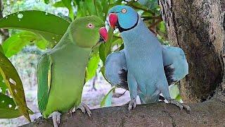 Ringneck Parrot Talking Sounds