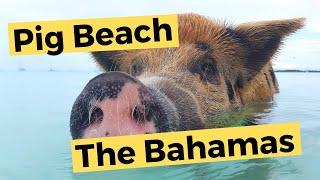 Bahamas - Cape Eleuthera Marina & Pig Beach