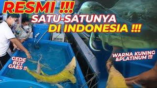 IKAN ACIPENSER SUPER LANGKA !!! GOKIL !!! COCOK GAK DI SUPER MEGATANK???