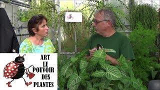 Conseils jardinage :syngonium podophyllum: Entretien et arrosage: Plante d'intérieur