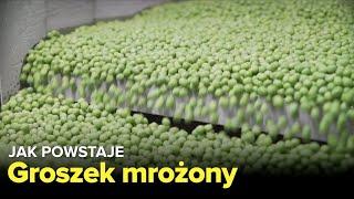 Jak produkowany jest groszek mrożony? - Fabryki w Polsce