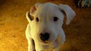 Dogo Argentino och Great dane 3