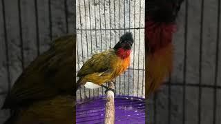 SUARA BURUNG KUTILANG EMAS || PANCINGAN KUTILANG EMAS || BURUNG KUTILANG NGEROL