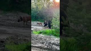 Медведь Том и собака Боби — лучшие друзья! ️