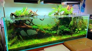 The Best Aquascapes Around: Aquascaping 101