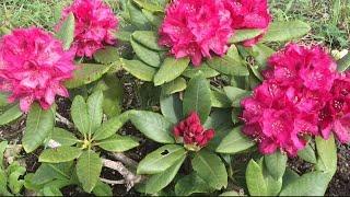 How to grow and care Rhododendron Flower