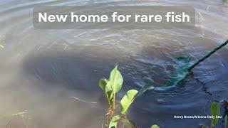 Protected fish introduced to new home at Canoa Ranch