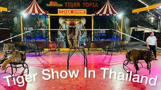 The Tiger Show in Bangkok Thailand (Si Racha - Nong Kham) #Thailand #bangkok