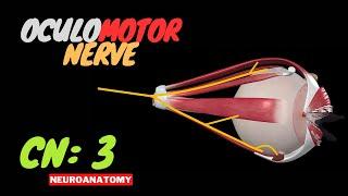 CN 3: Oculomotor Nerve (Scheme, Pathway, Clinical Relevance) | Neuroanatomy