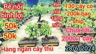 28/6/2024️0348263264 Cô Út  thanh lý gấp 2k 1 cây mua 100 cây tặng 30 cây, hàng ngàn bình lợi bán