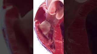 3d anatomy of the heart ventricles  #meded #anatomy #3dmodel