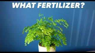 Best Fertilizer For Your Maidenhair Fern - Adiantum Raddianum