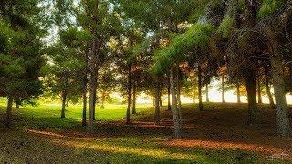 Photographing Trees | Jarrod Ames Photography