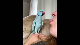 ADORABLE Parrot Chats with Pet Parent!