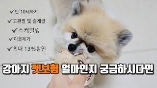 우리집 강아지 펫보험을 청구해봤더니! (슬개골 스케일링까지 가능한 펫보험)