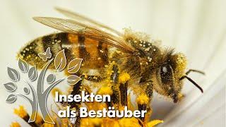 Insekten als Bestäuber – Landschaften voller Leben