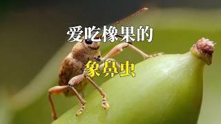 【动物科普 | 搞笑】爱吃橡果的象鼻虫！