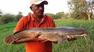 Awesome fishing | Big catfish catch