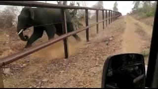 Elephant in Karnataka’s Bandipur Forest Reserve shot at