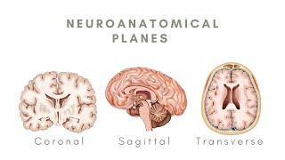 Neuroanatomical Planes - Coronal, Sagittal and Transverse Planes