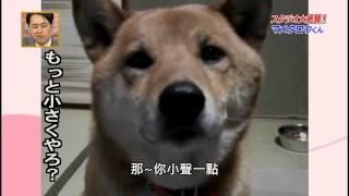 日本節目-超可愛柴犬居然會控制叫聲音量大小聲(中文超清晰HD)