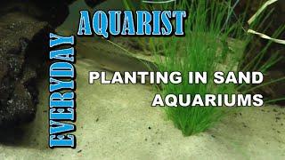 How to Plant in Sand Aquariums