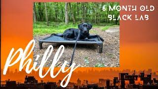 6mo Black Lab (Philly) | Best Philadelphia Dog Trainers | Off Leash K9 Training Philadelphia