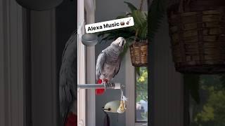 Alexa MusicSymon the African Grey Talking Parrot learns how to use Alexa#talkingparrot #birds