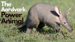 The Aardvark Power Animal