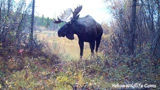 Six months at the "Moose Cam"