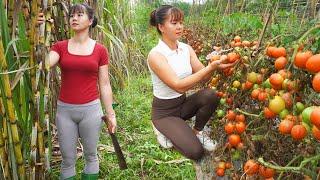 FULL VIDEO: Harvest Mushrooms, Sugarcane, Tomatoes And Geese Go To Market Sell - Free Bushcraft