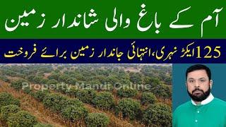 Land for sale in pakistan | آم کے باغ والی شاندار زمین برائے فروخت