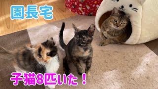 園長宅が子猫だらけになっていました