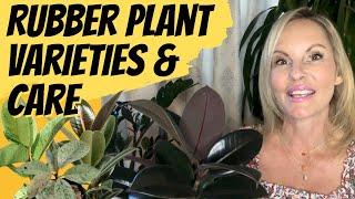 Rubber Plant Varieties & CARE (Ficus elastica types) | MOODY BLOOMS