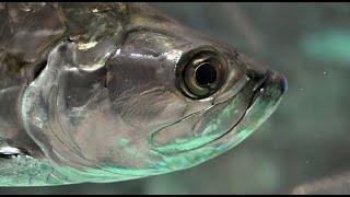 Facts: The Atlantic Tarpon