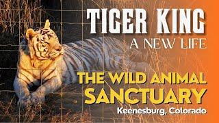 Tiger King Animals: Where Are They Now? | The Wild Animal Sanctuary, Colorado 