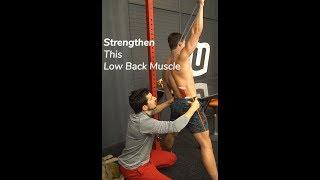 Strengthen This Low Back Muscle to Alleviate Pain - QL Exercise -MoveU